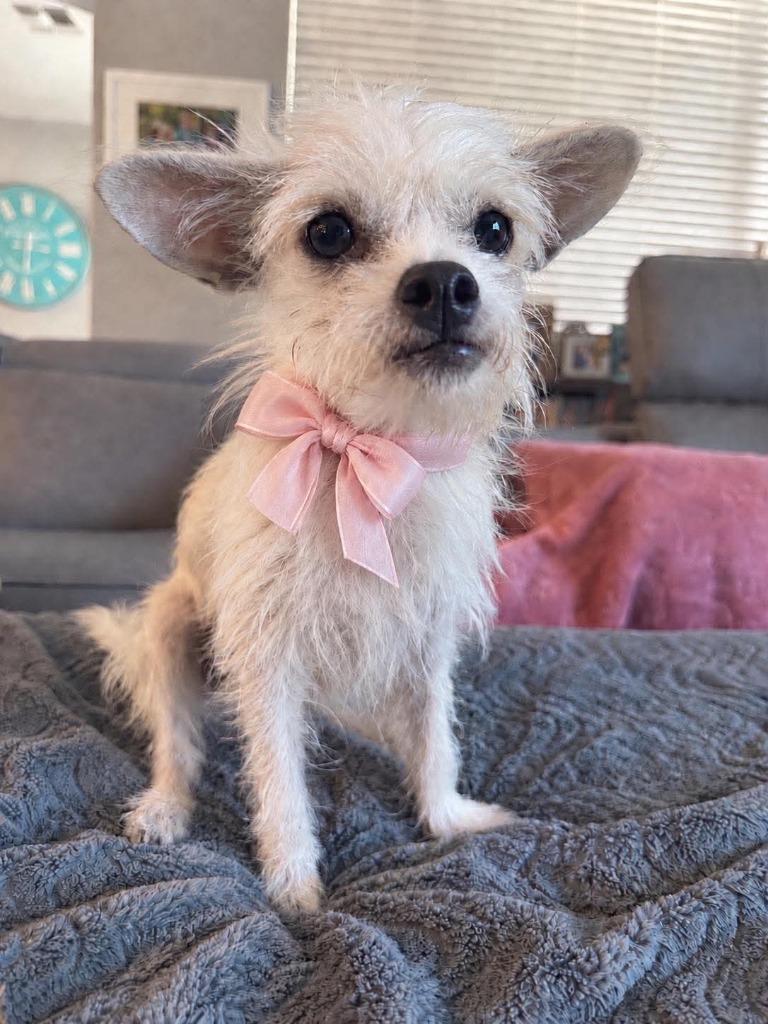 Enlarge Glory, a Adoptable mixed breed in Mesa, AZ image 2/2
