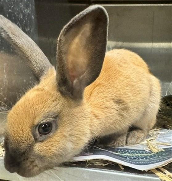 MERCURY, Adoptable, Adult Male Bunny Rabbit.