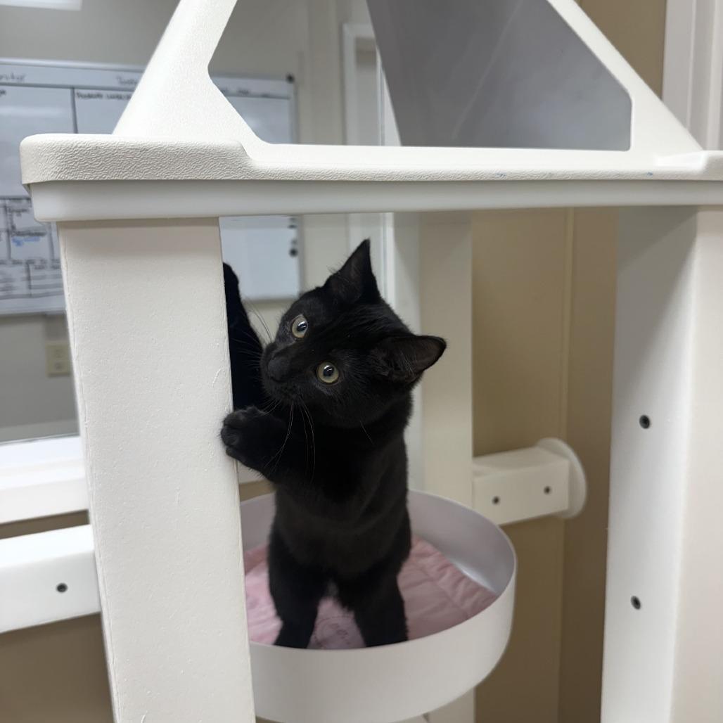 Velma, Adoptable, Kitten Female Domestic Short Hair.