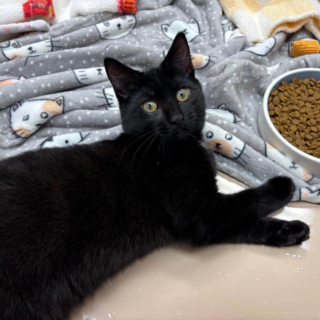 Enlarge Velma, a Adoptable Domestic Short Hair in Mebane, NC image 2/5