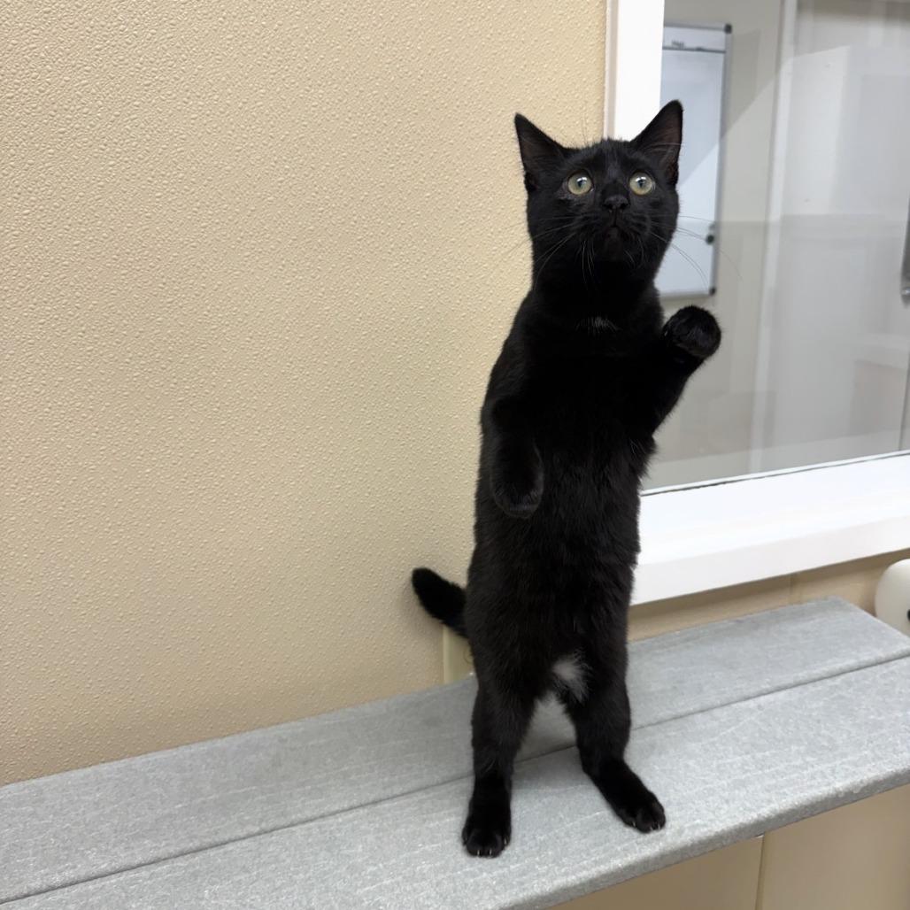 Enlarge Velma, a Adoptable Domestic Short Hair in Mebane, NC image 3/5