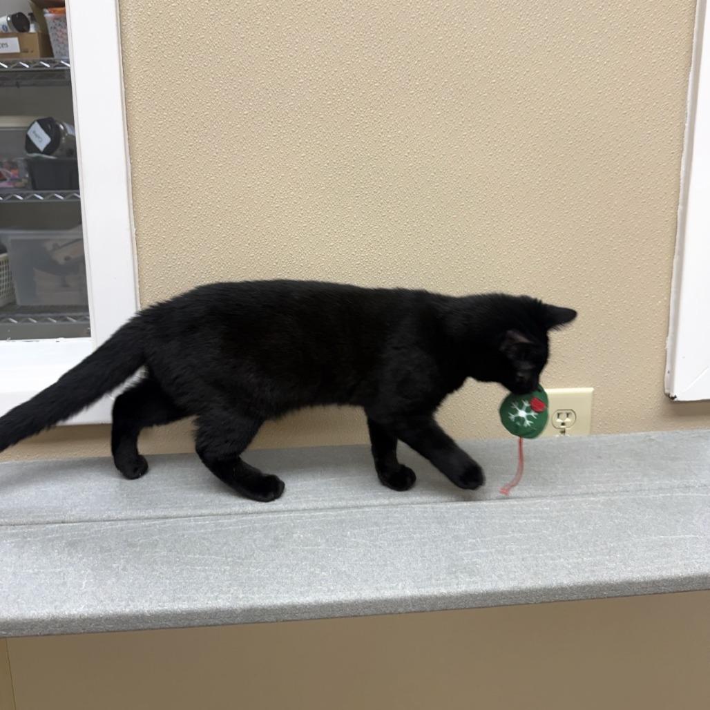 Enlarge Velma, a Adoptable Domestic Short Hair in Mebane, NC image 4/5