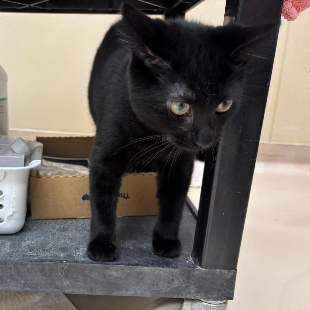 Enlarge Velma, a Adoptable Domestic Short Hair in Mebane, NC image 5/5