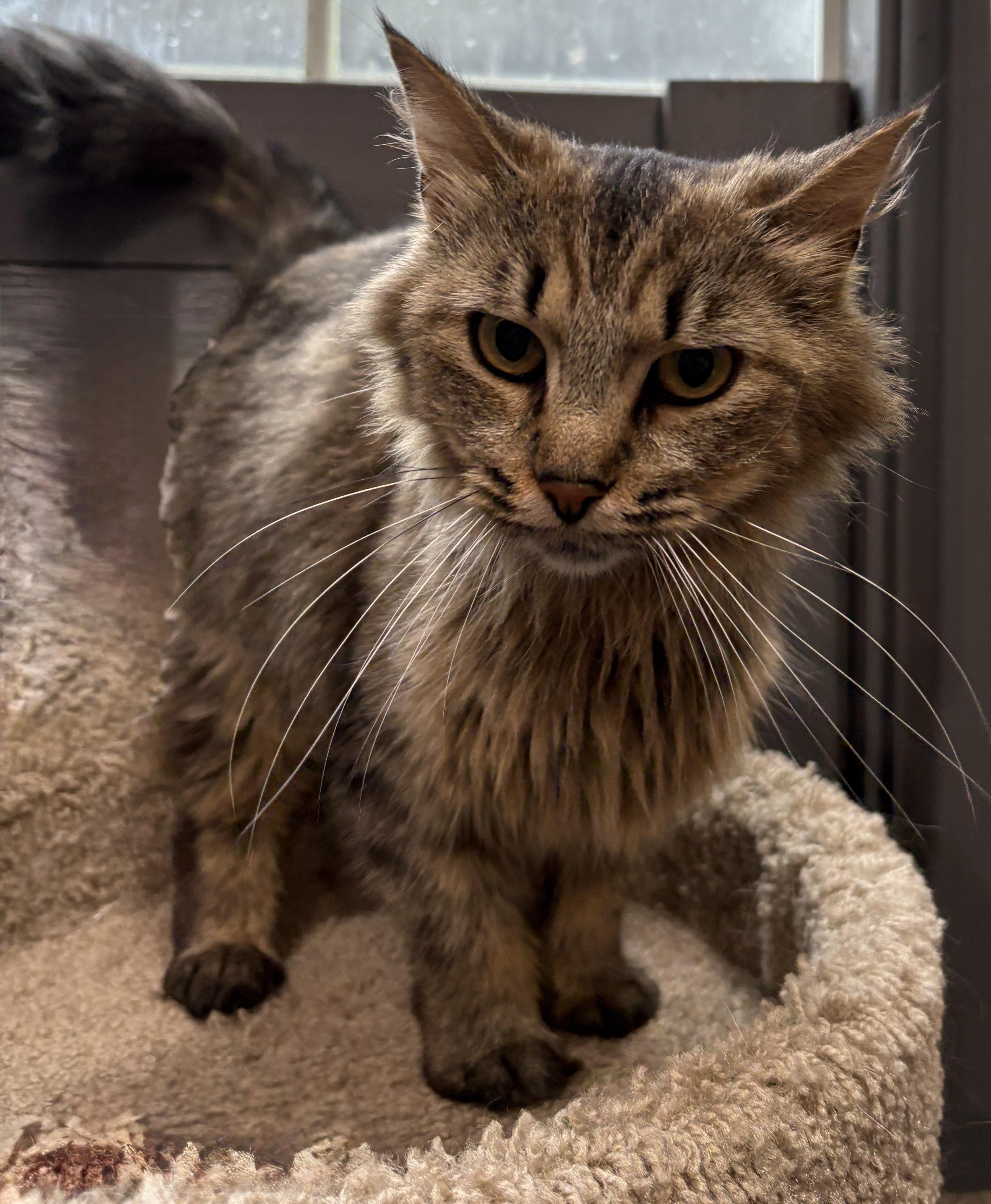 L'IL DEBBIE, a ADOPTABLE Domestic Medium Hair in Tillsonburg, ON image 2/2