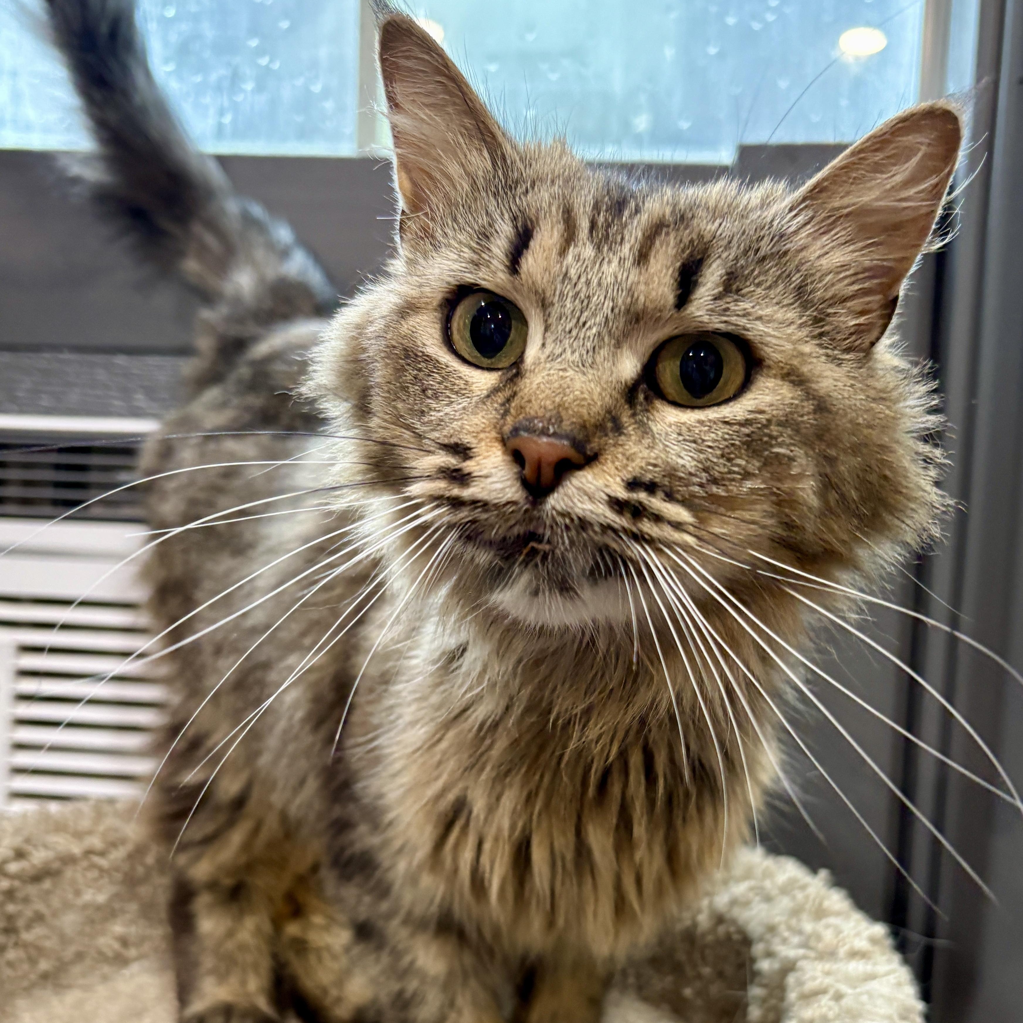 L'IL DEBBIE, a ADOPTABLE Domestic Medium Hair in Tillsonburg, ON image 1/2