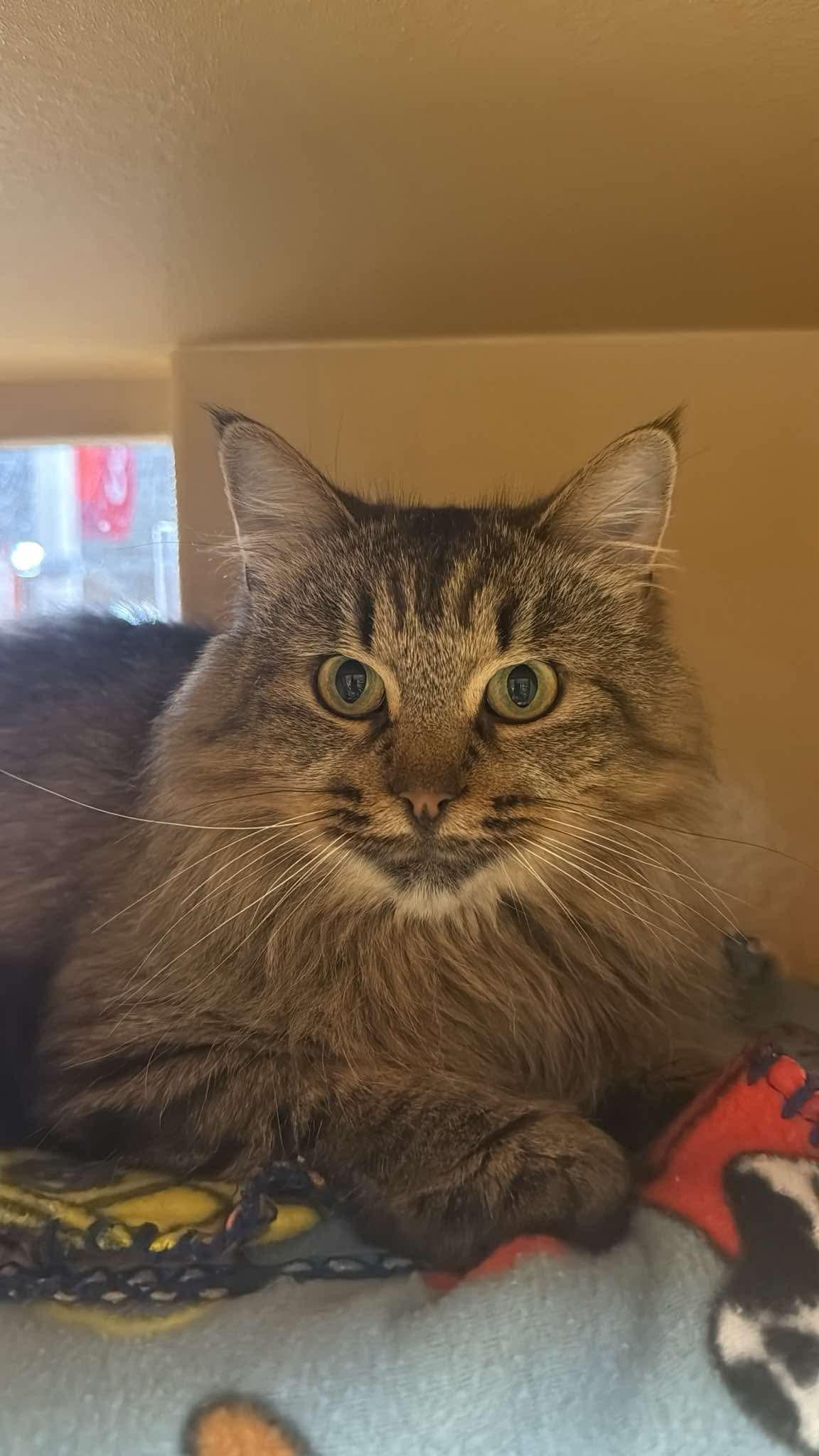 Enlarge L'IL DEBBIE, a Adopted Domestic Medium Hair in Tillsonburg, ON image 5/6