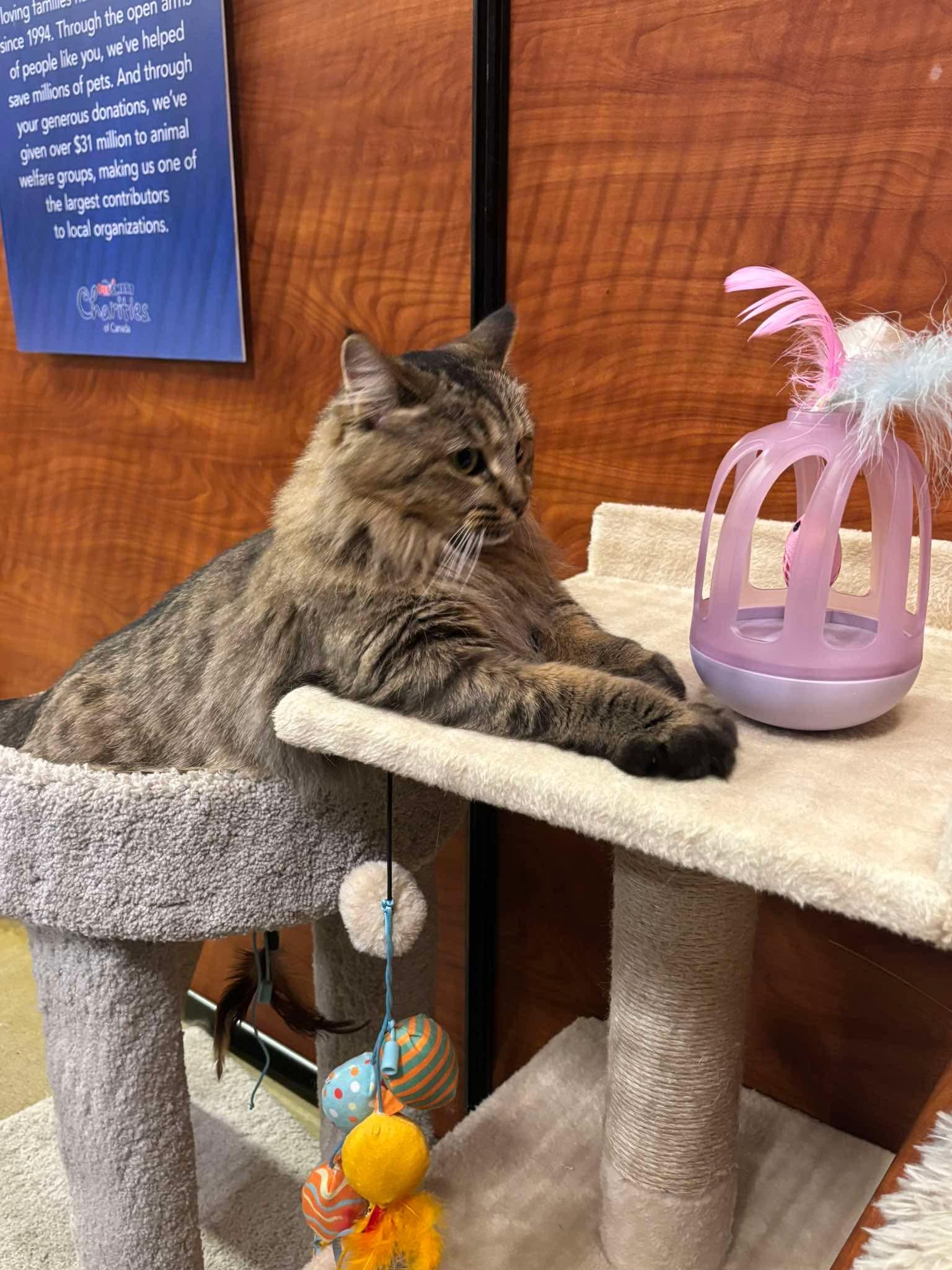 Enlarge L'IL DEBBIE, a Adopted Domestic Medium Hair in Tillsonburg, ON image 3/6