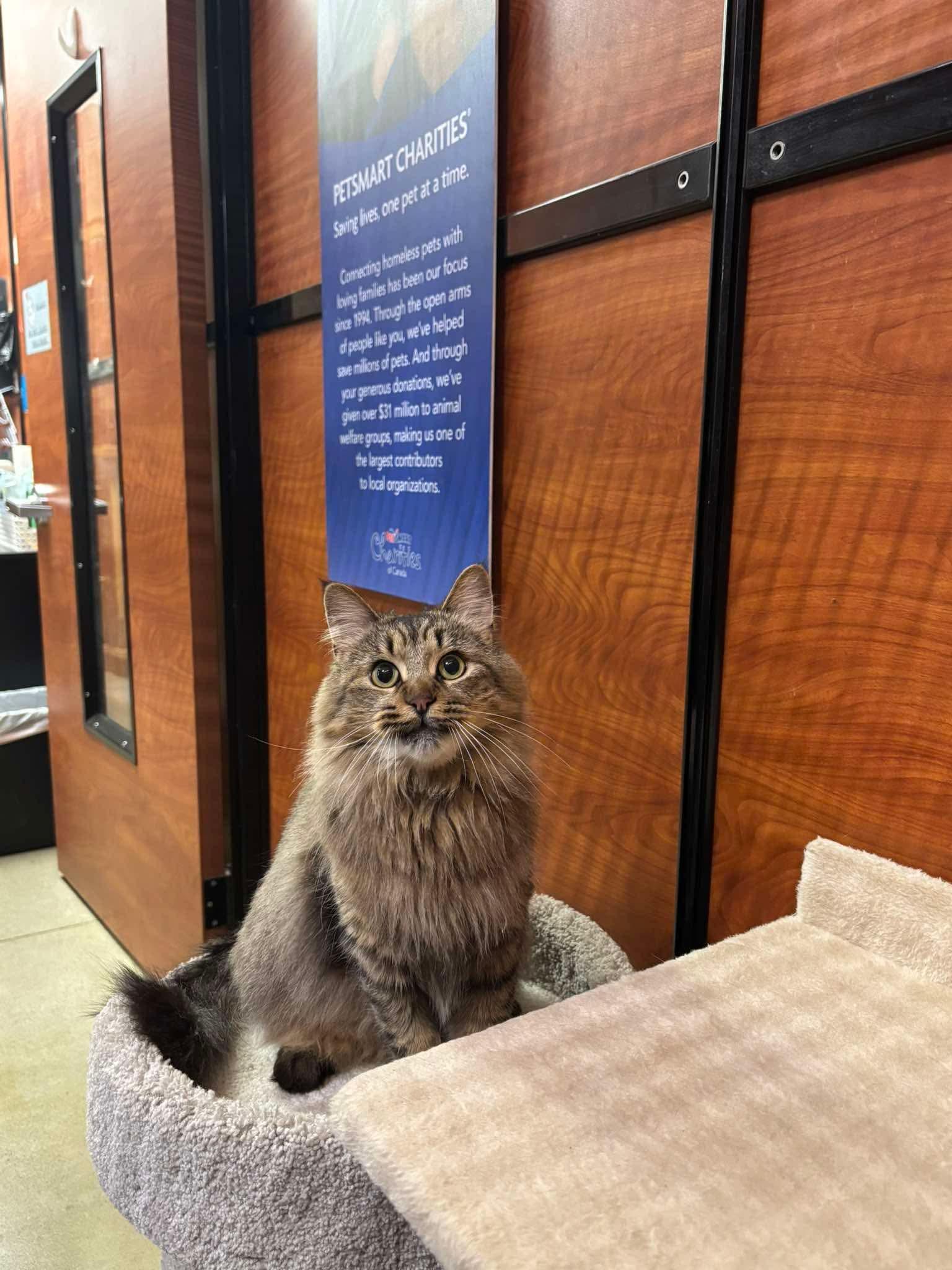 Enlarge L'IL DEBBIE, a Adopted Domestic Medium Hair in Tillsonburg, ON image 2/6