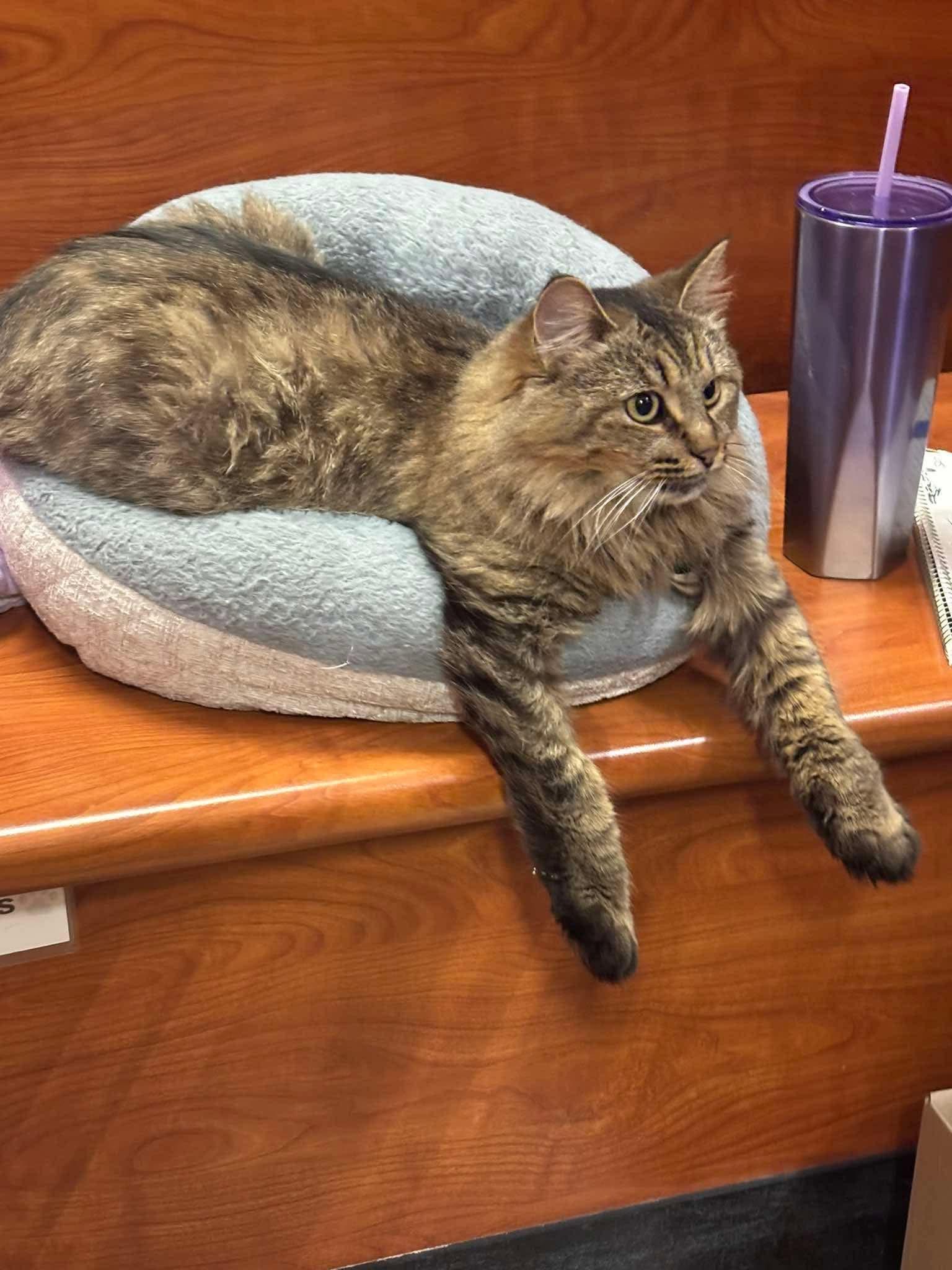Enlarge L'IL DEBBIE, a Adopted Domestic Medium Hair in Tillsonburg, ON image 1/6