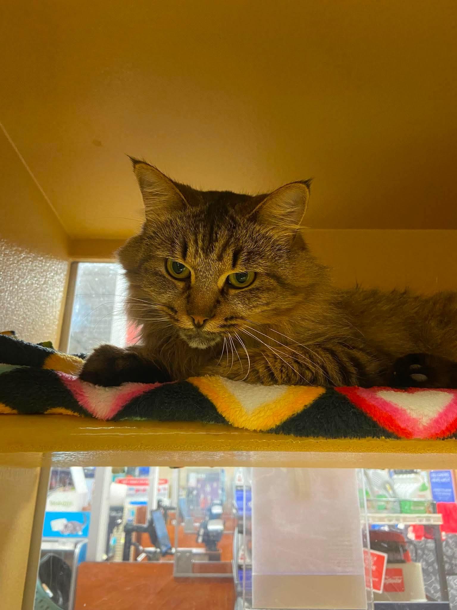 Enlarge L'IL DEBBIE, a Adopted Domestic Medium Hair in Tillsonburg, ON image 6/6