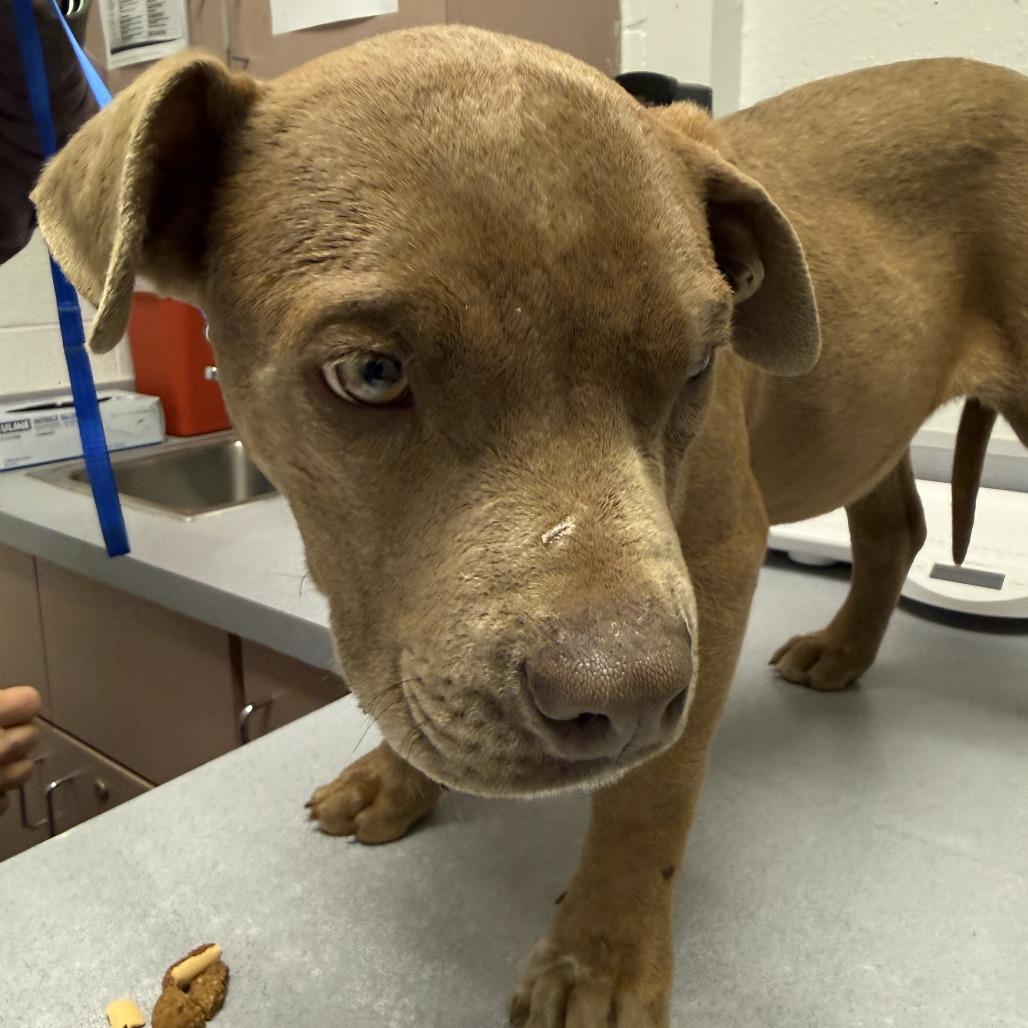 Enlarge Blitzen, a Adoptable mixed breed in Taos, NM image 1/1