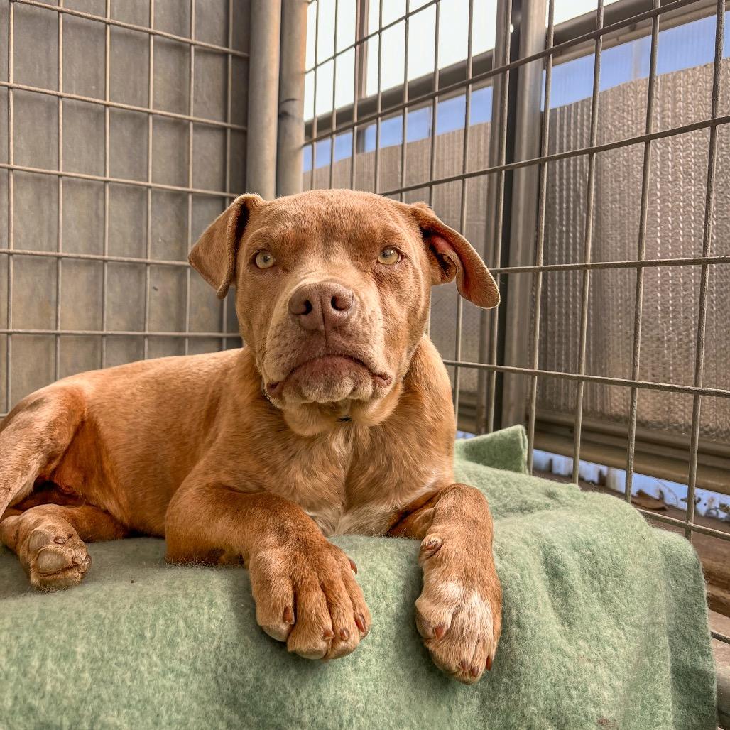 Blitzen, Adoptable, Puppy Male American Staffordshire Terrier & American Staffordshire Terrier.