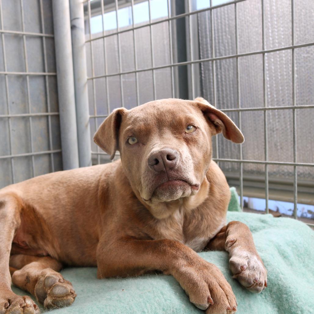 Enlarge Blitzen, a Adoptable mixed breed in Taos, NM image 2/2