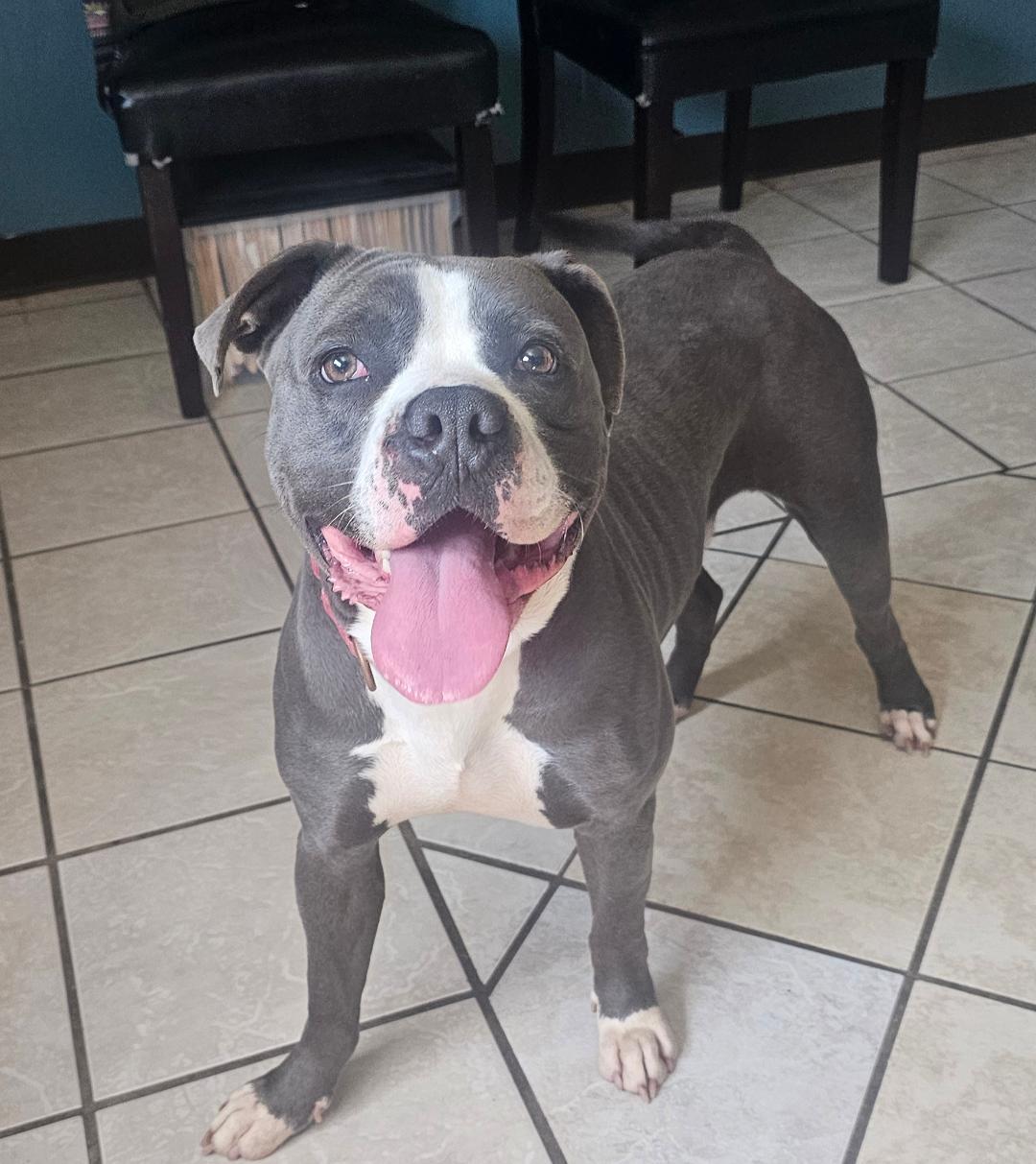 CUPCAKE, Adopted, Young Male Pit Bull Terrier.