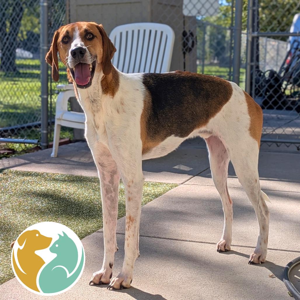 Enlarge Duke, a Adoptable Beagle in Toledo, OH image 1/2
