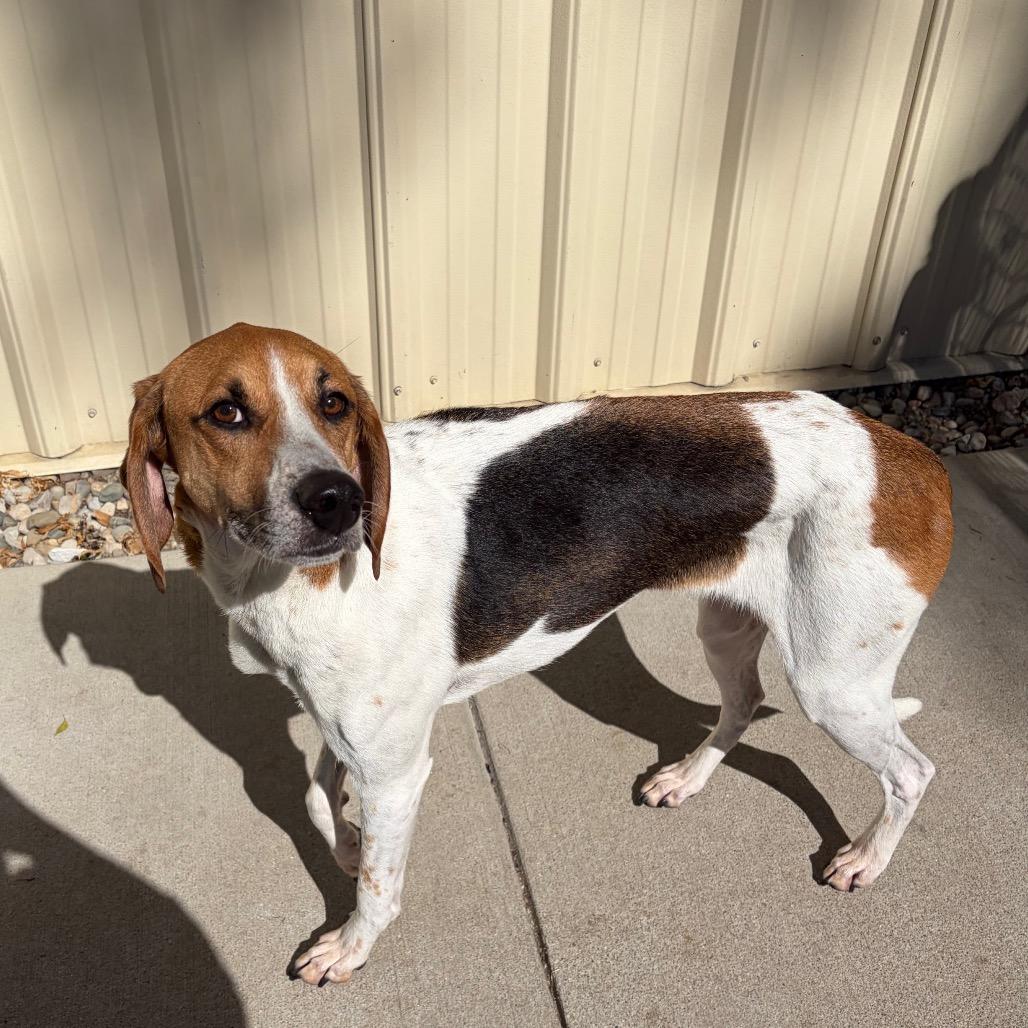 Enlarge Duke, a Adoptable Beagle in Toledo, OH image 2/2