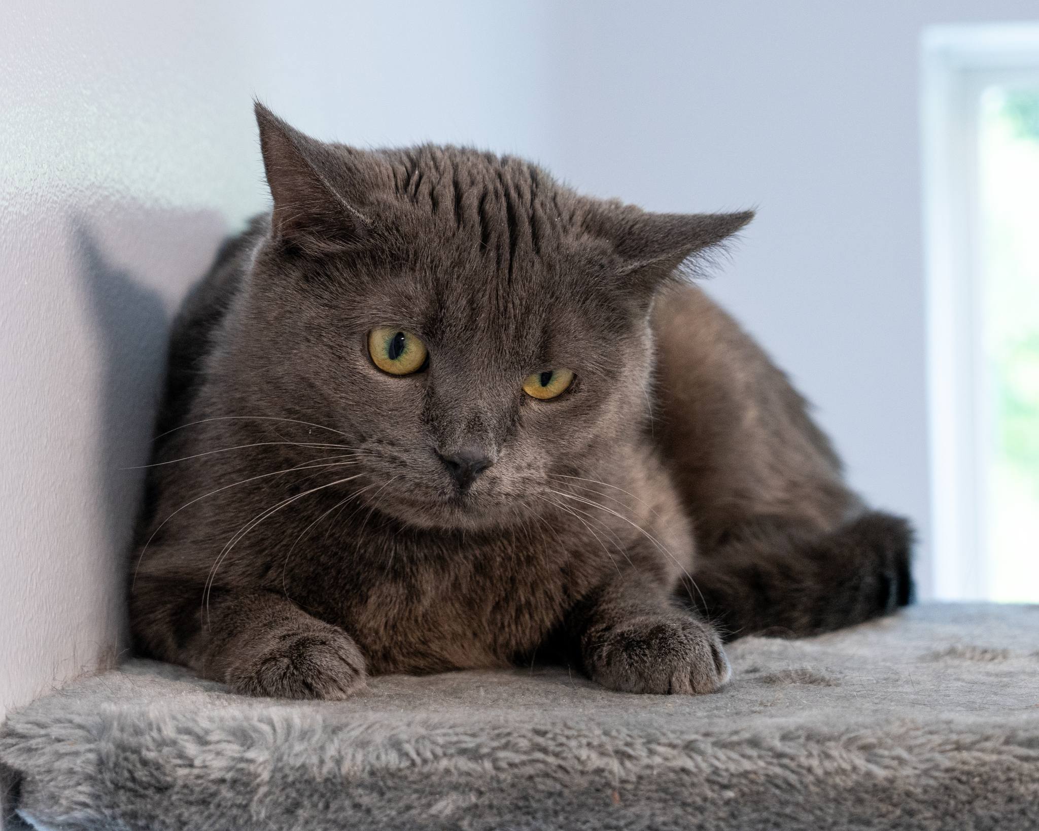 Enlarge Cheerio, a Adoptable Domestic Short Hair in North Haven, CT image 1/2