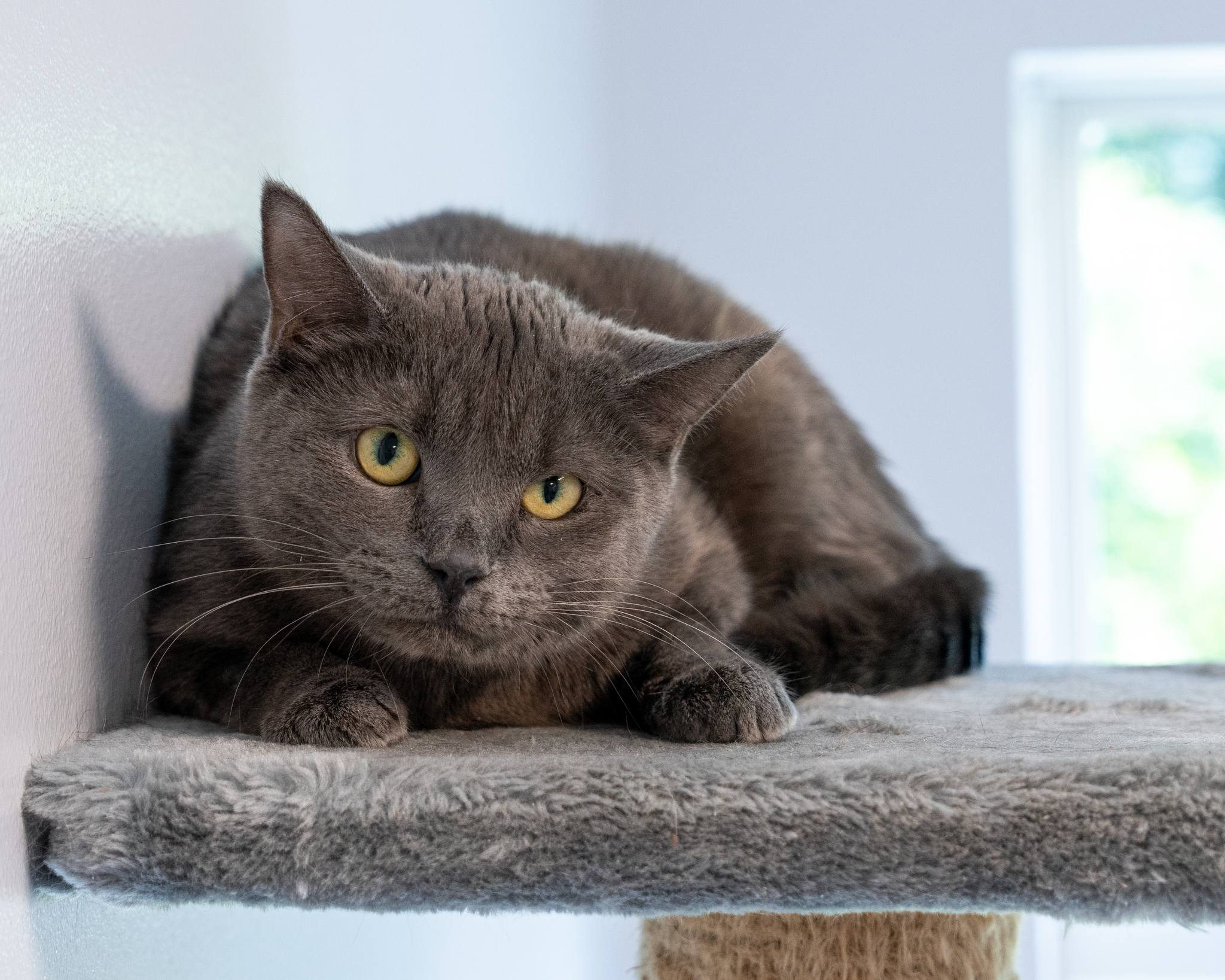 Enlarge Cheerio, a Adoptable Domestic Short Hair in North Haven, CT image 2/2