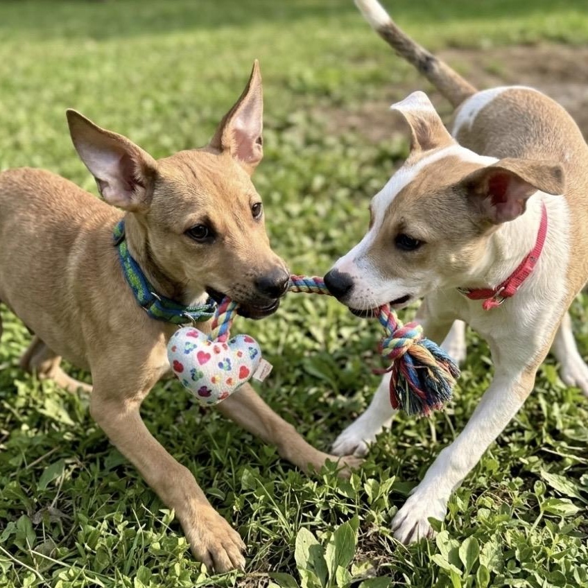 SCOUT, ADOPTABLE, Young • Male, Feist & Mountain Cur.