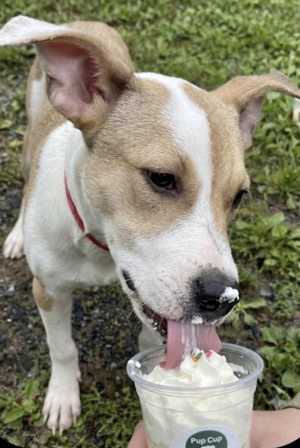 Enlarge SCOUT, a Adoptable mixed breed in Latham, NY image 4/4