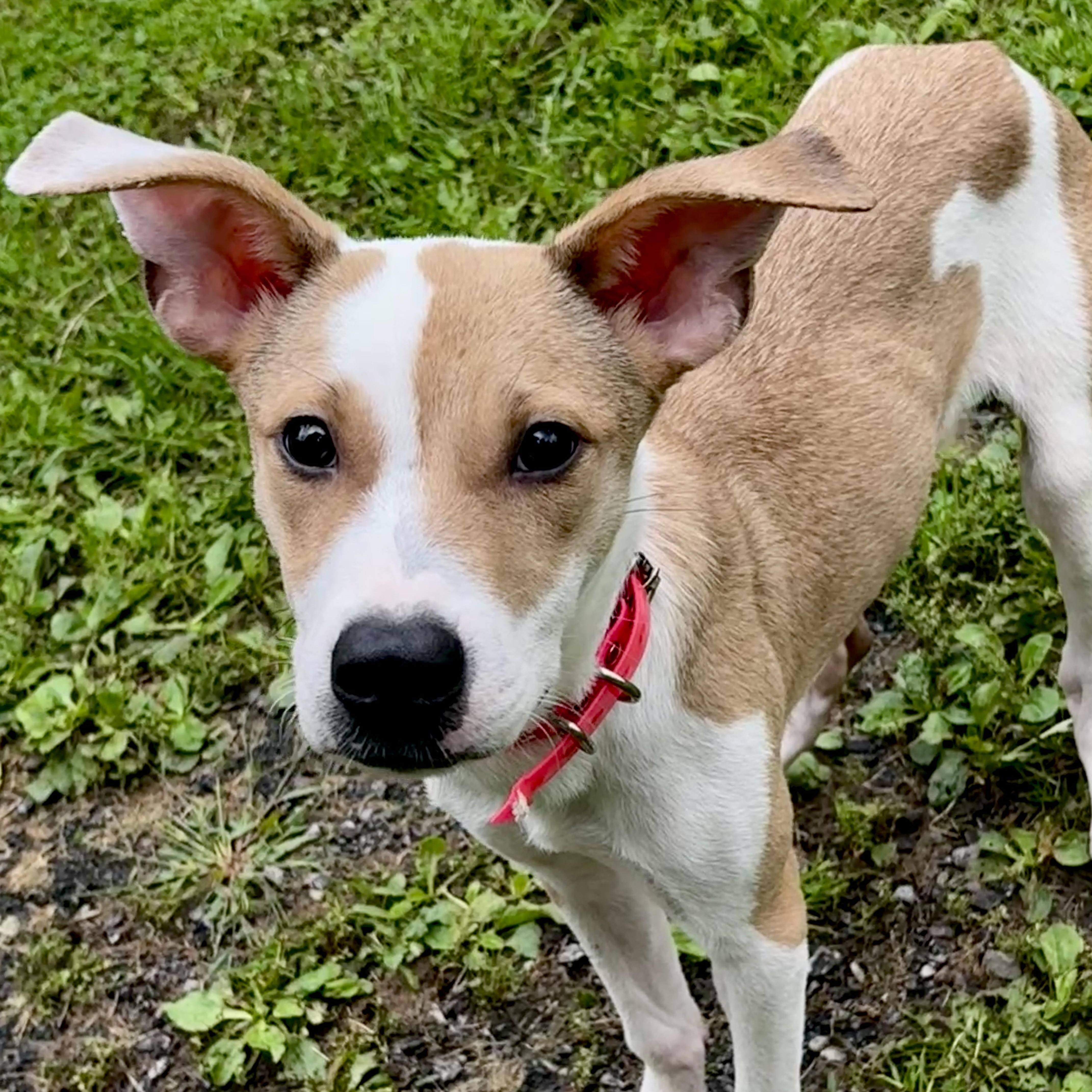 Enlarge SCOUT, a Adoptable mixed breed in Latham, NY image 2/4