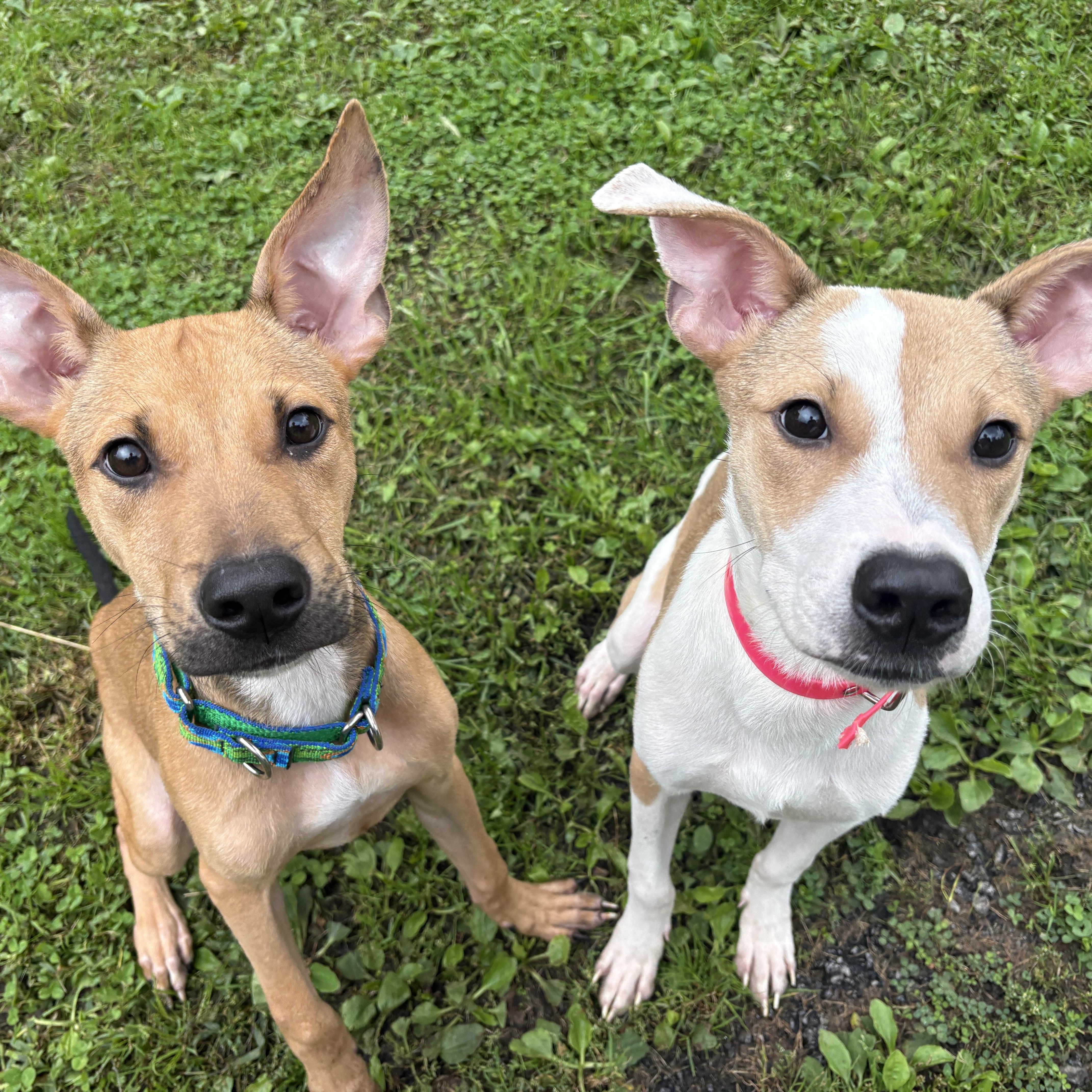 Enlarge SCOUT, a Adoptable mixed breed in Latham, NY image 3/4