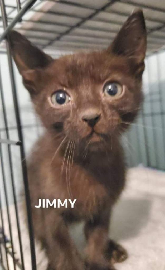 Enlarge Jimmy, a Adoptable mixed breed in El Dorado, AR image 1/1