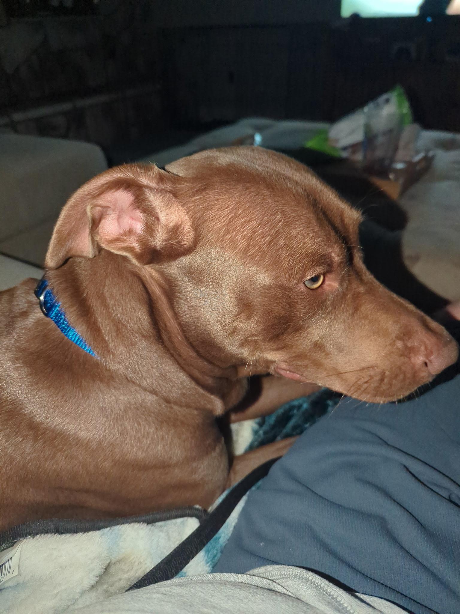 Enlarge Rusty Dixon , a ADOPTABLE mixed breed in PENSACOLA, FL image 3/3