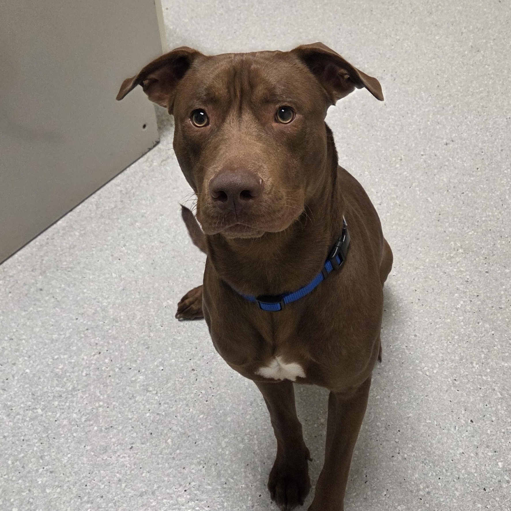 Rusty Dixon , ADOPTABLE, Young Male Chocolate Labrador Retriever & Pit Bull Terrier.