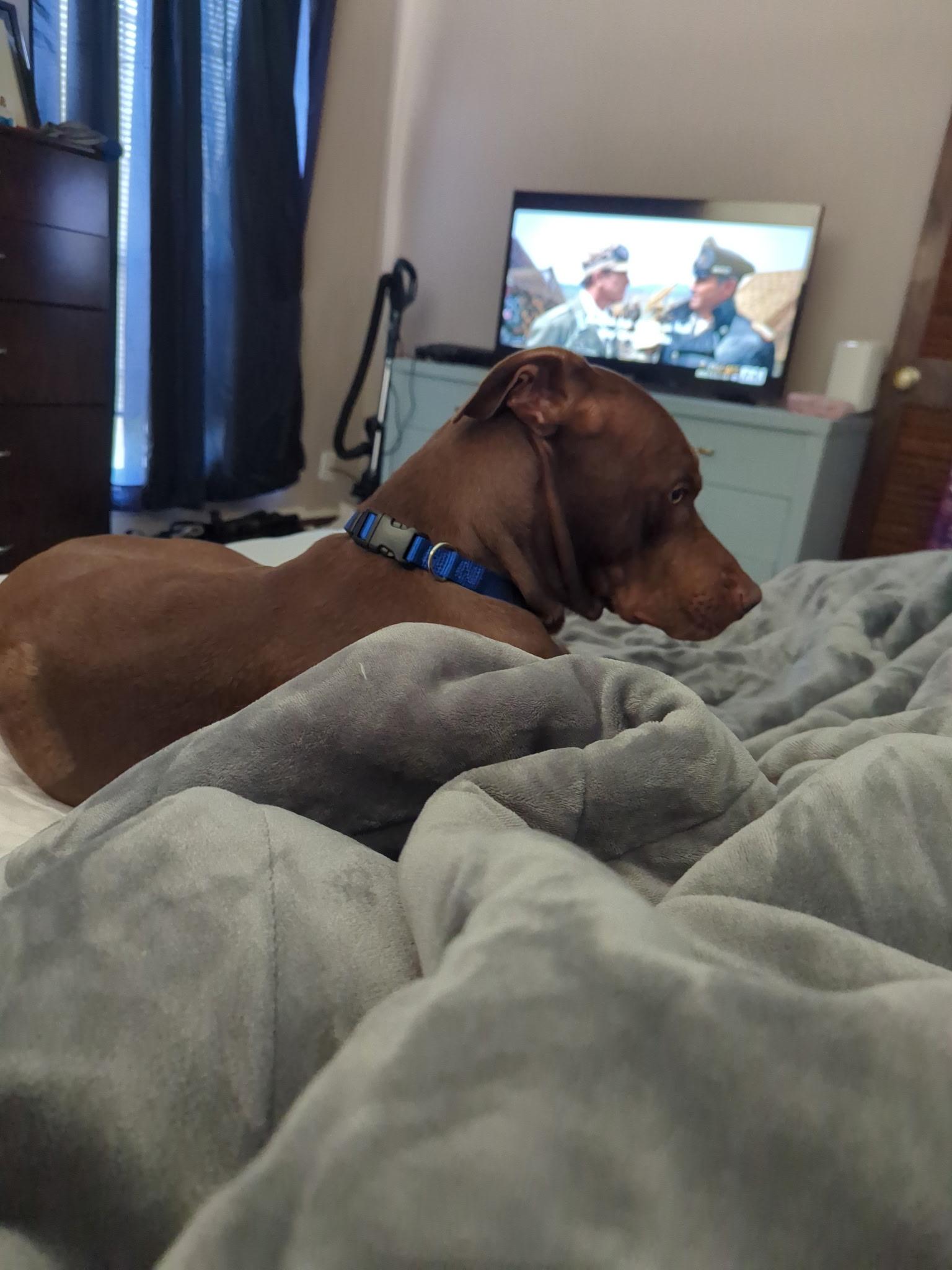 Enlarge Rusty Dixon , a ADOPTABLE mixed breed in PENSACOLA, FL image 2/3