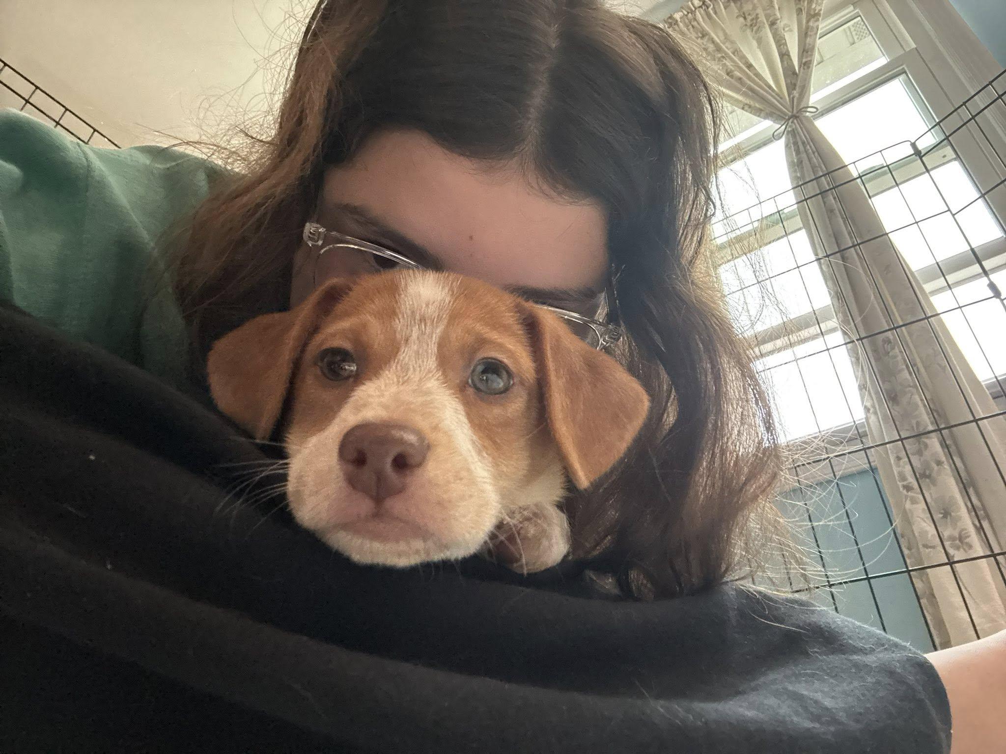 JJ, Adoptable, Puppy Male Hound.