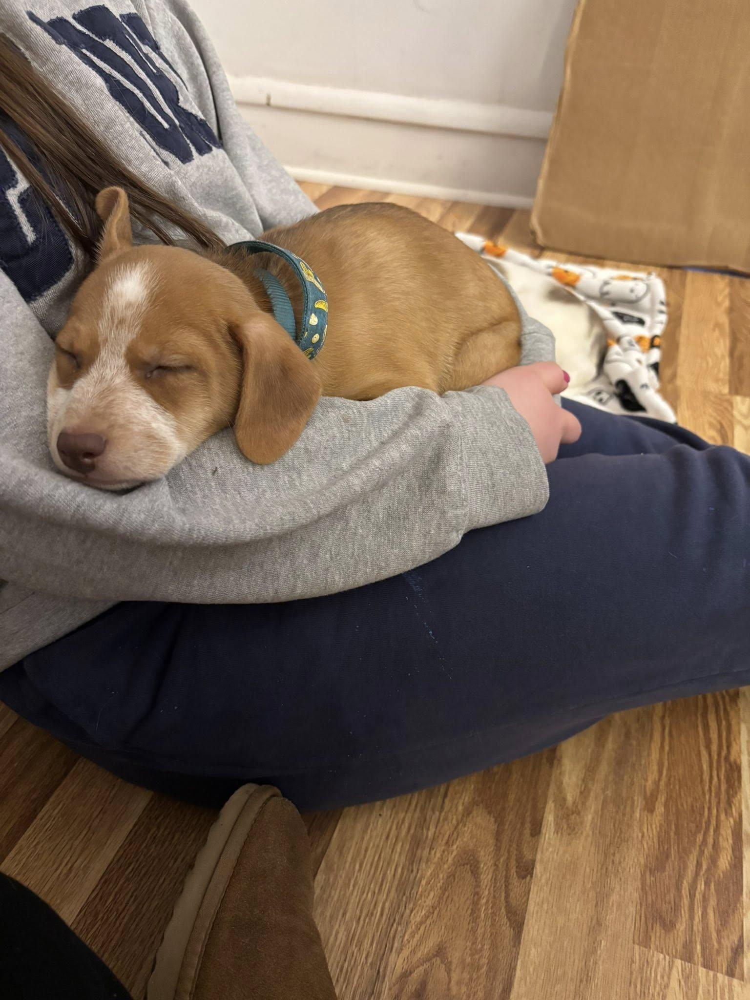 Enlarge JJ, a Adoptable mixed breed in Berlin, NJ image 2/2