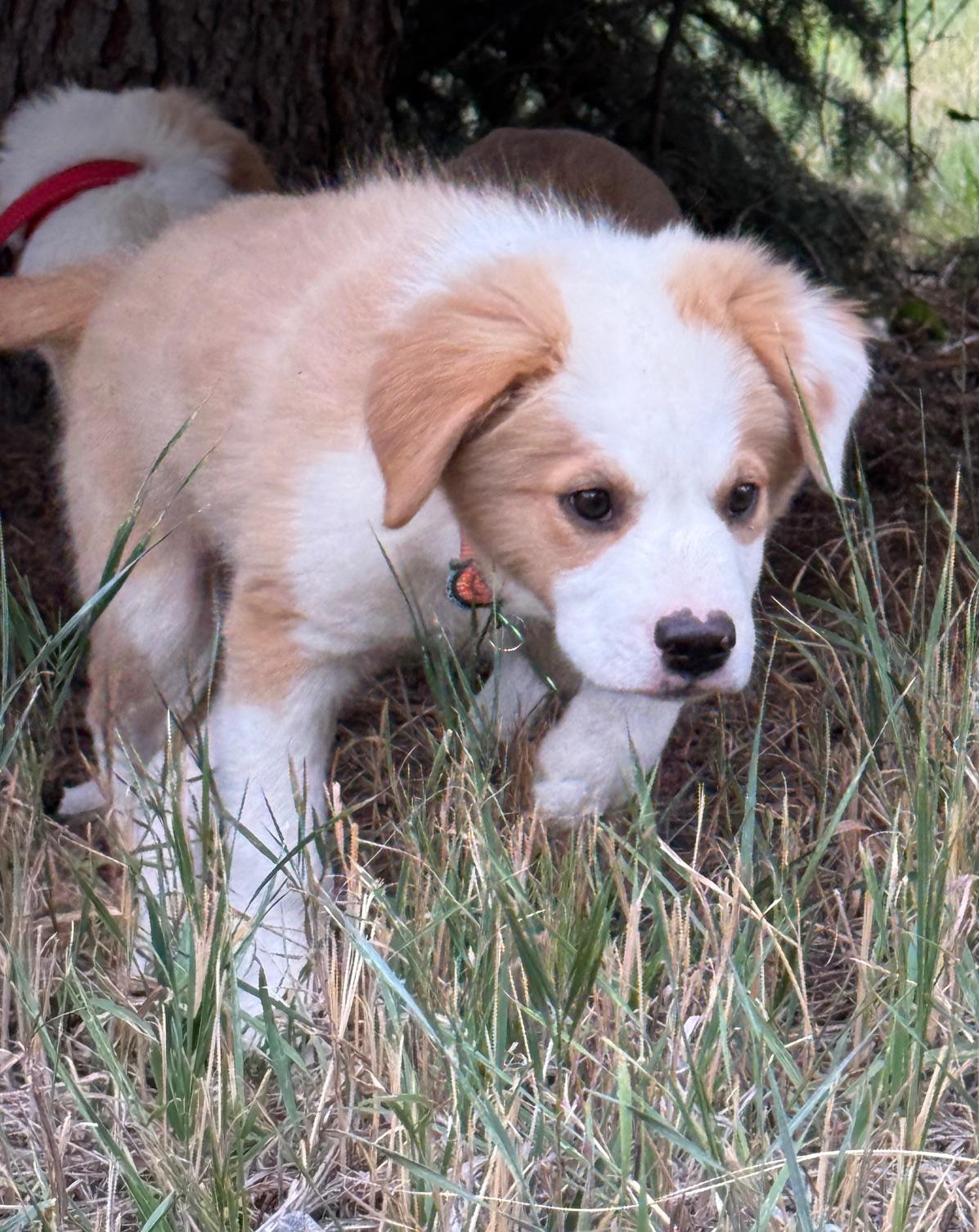 Rigby, an adoptable Australian Shepherd in Aspen, CO, 81612 | Photo Image 2