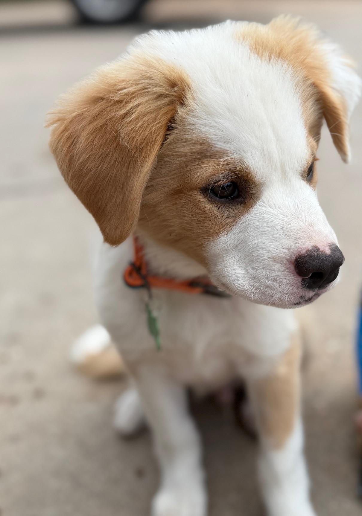 Rigby, an adoptable Australian Shepherd in Aspen, CO, 81612 | Photo Image 3