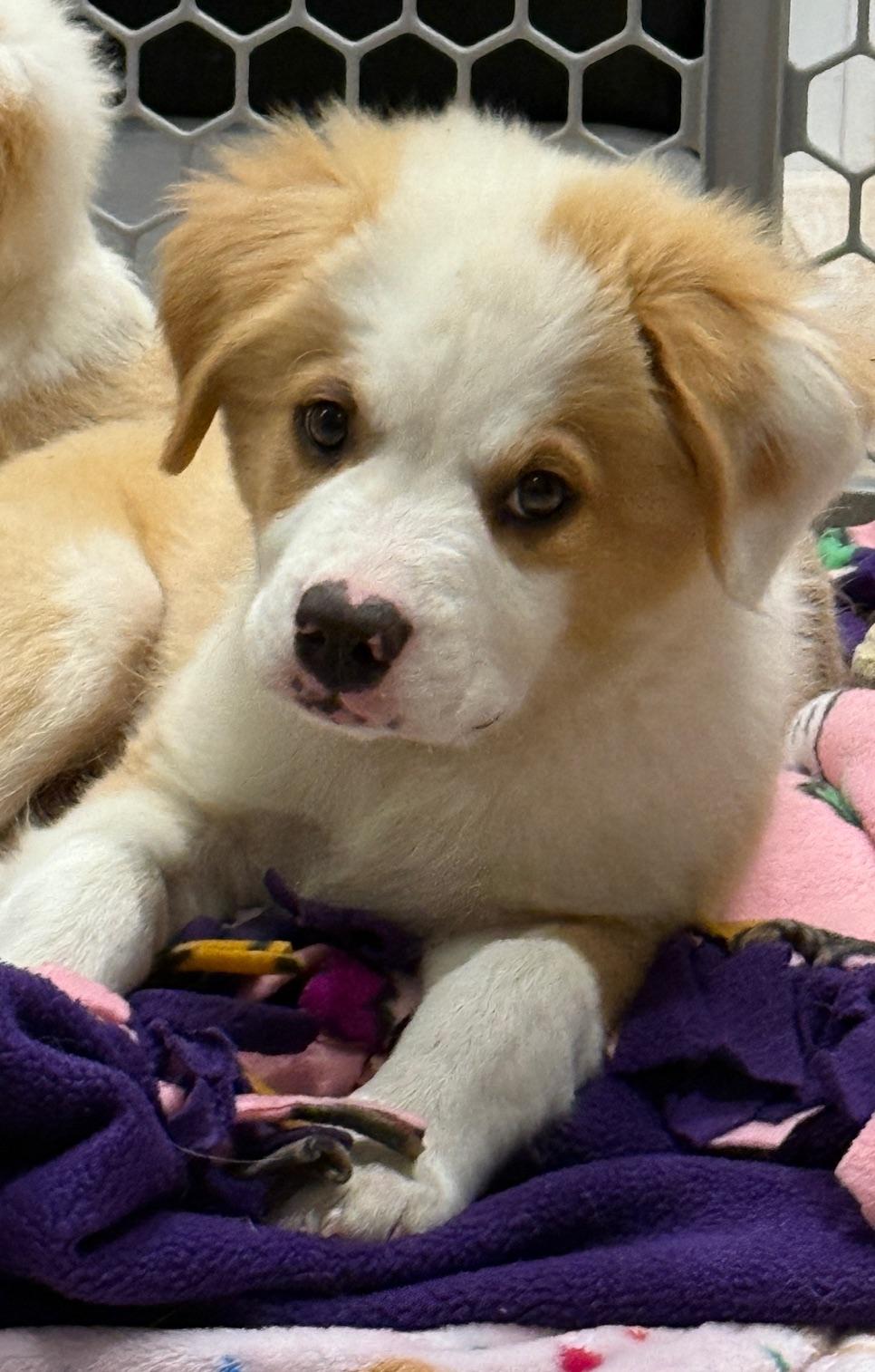 Rigby, an adoptable Australian Shepherd in Aspen, CO, 81612 | Photo Image 4