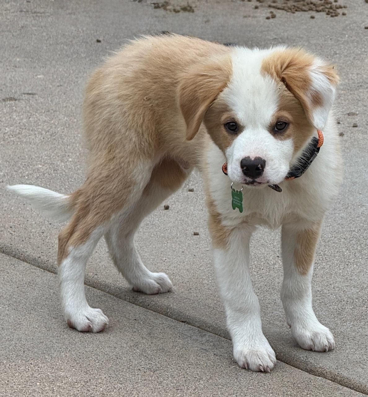 Rigby, an adoptable Australian Shepherd in Aspen, CO, 81612 | Photo Image 5