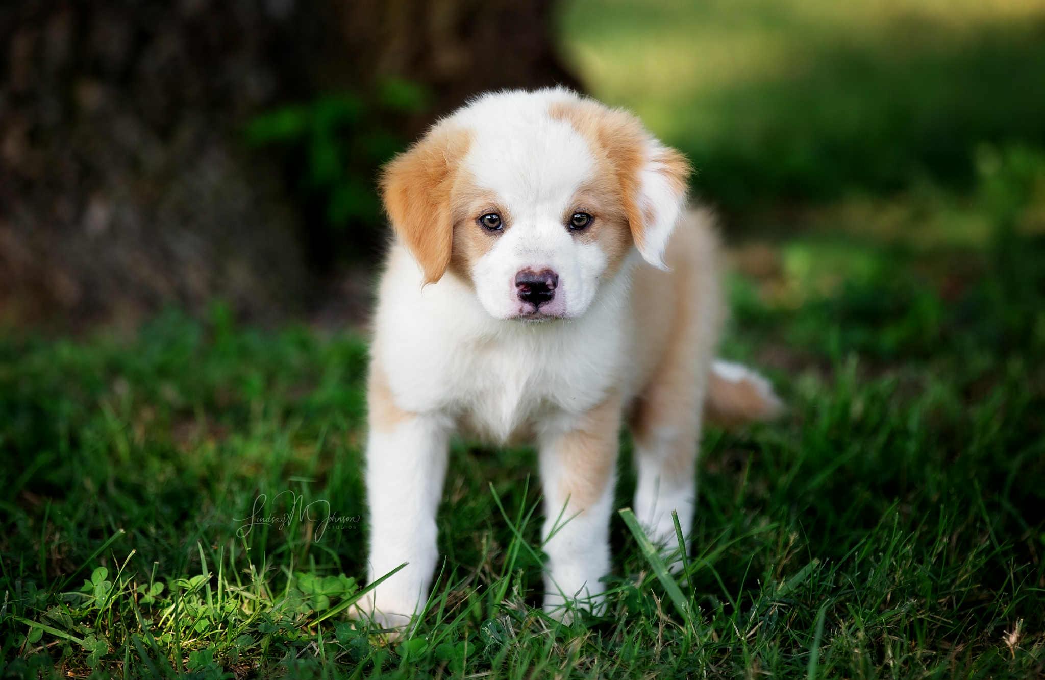 Rigby, an adoptable Australian Shepherd in Aspen, CO, 81612 | Photo Image 6
