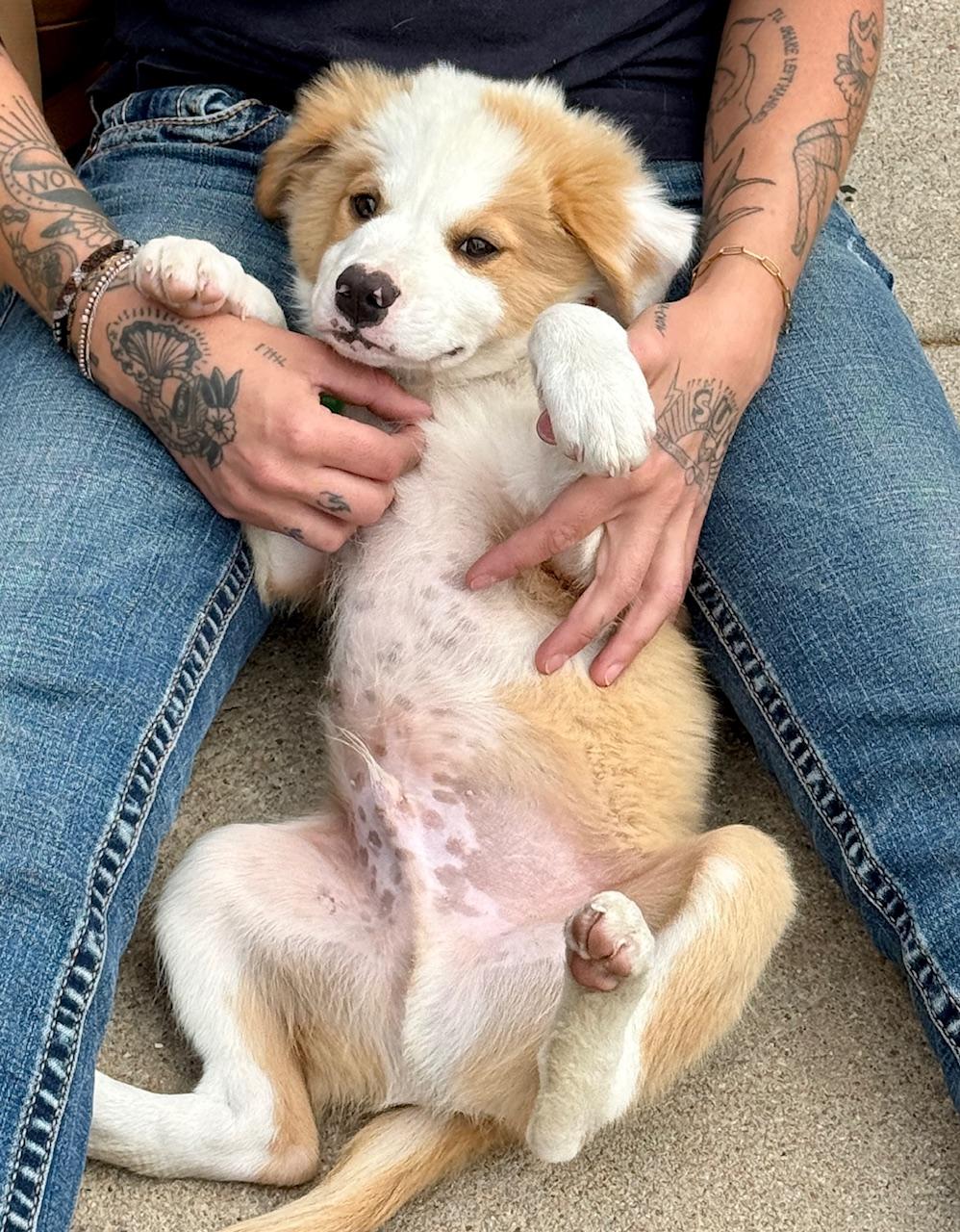 Rigby, an adoptable Australian Shepherd in Aspen, CO, 81612 | Photo Image 1