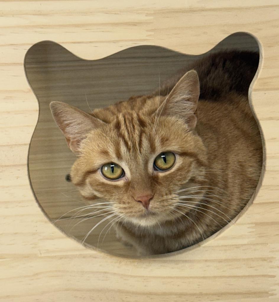 Princess, Adoptable, Young Female Domestic Short Hair.