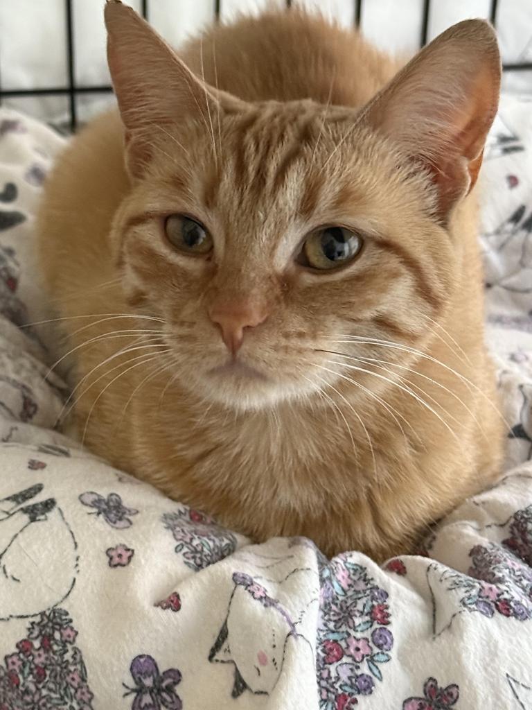 Princess, a Adoptable mixed breed in Ontario, OR image 3/3