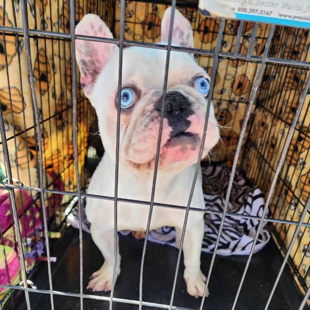 Leonard **DEAF** photo 2