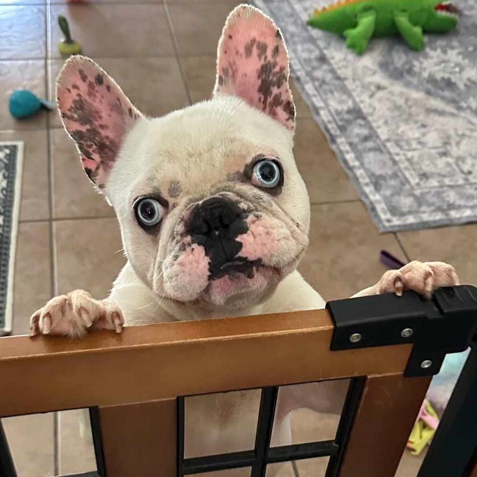 Leonard **DEAF**, Adult Male French Bulldog
