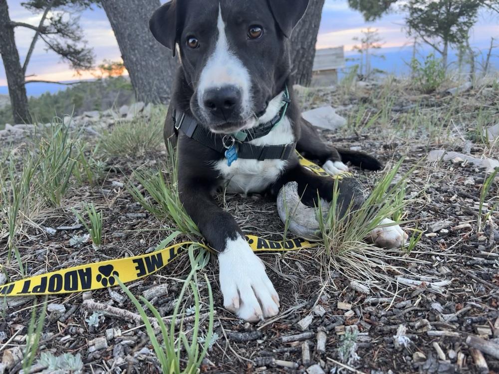 Enlarge Missy, a Adoptable mixed breed in Mountainair, NM image 2/2