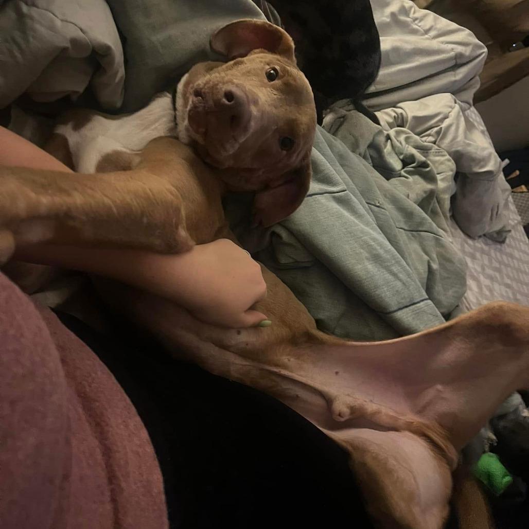 Denton, Adoptable, Adult Male Chocolate Labrador Retriever.