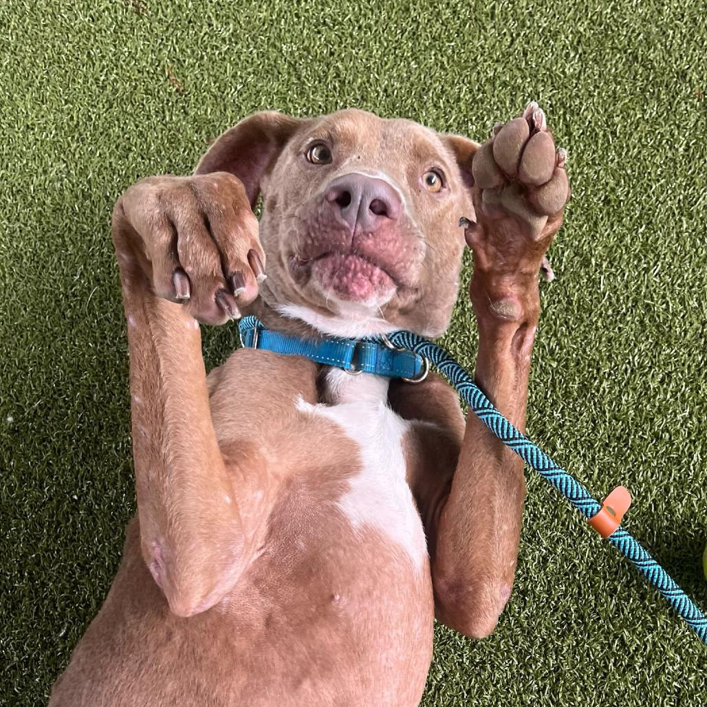 Enlarge Denton, a Adoptable Chocolate Labrador Retriever in Waco, TX image 2/6