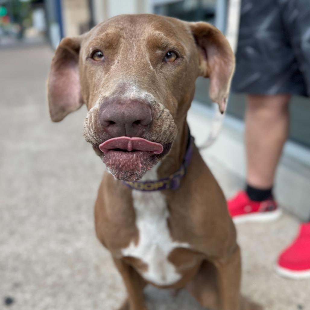 Enlarge Denton, a Adoptable Chocolate Labrador Retriever in Waco, TX image 3/6