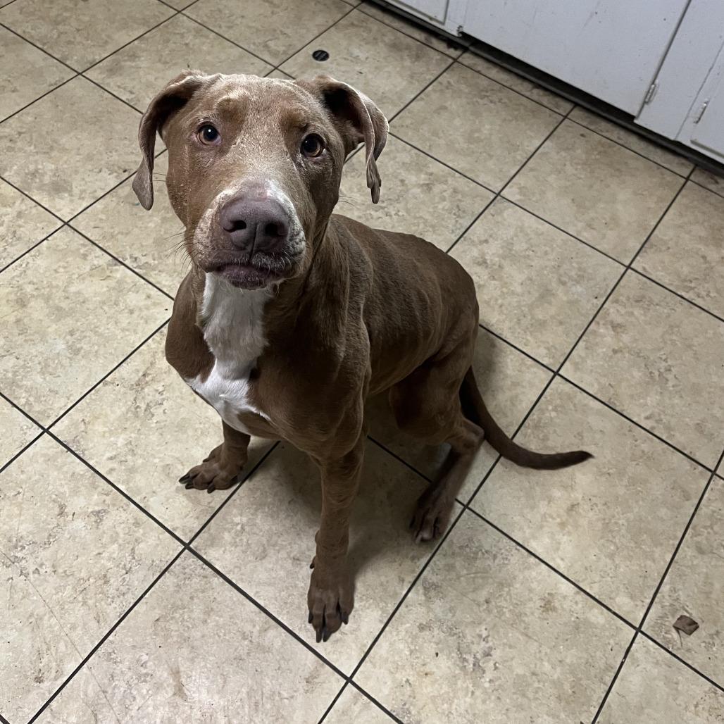 Enlarge Denton, a Adoptable Chocolate Labrador Retriever in Waco, TX image 4/6