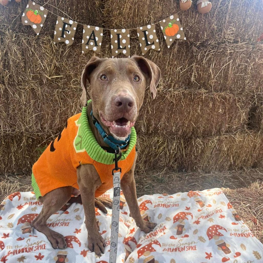 Enlarge Denton, a Adoptable Chocolate Labrador Retriever in Waco, TX image 5/6