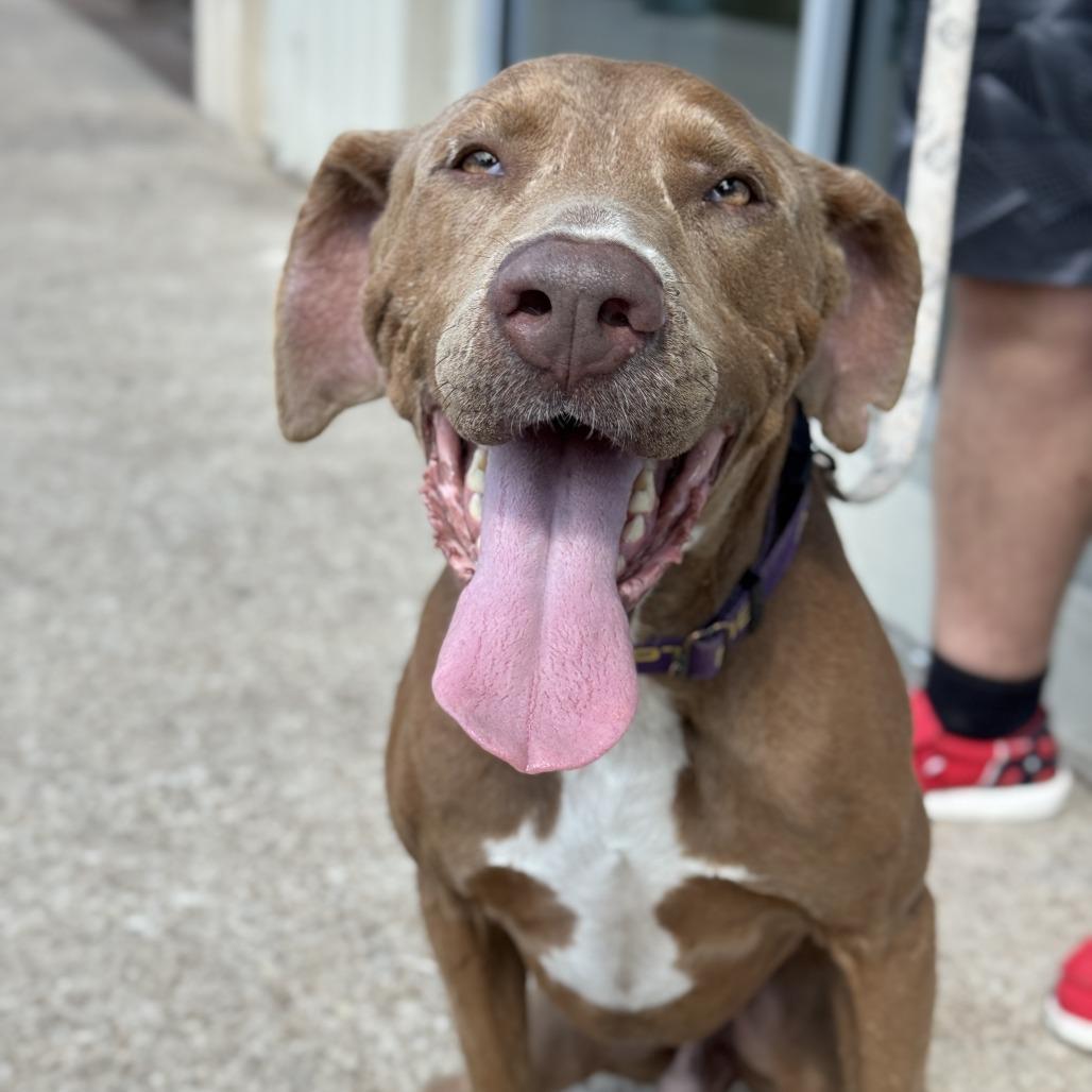 Enlarge Denton, a Adoptable Chocolate Labrador Retriever in Waco, TX image 6/6