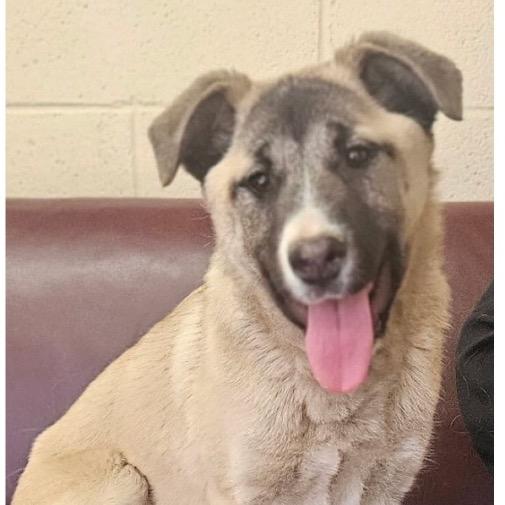 Olive — thumbnail 3